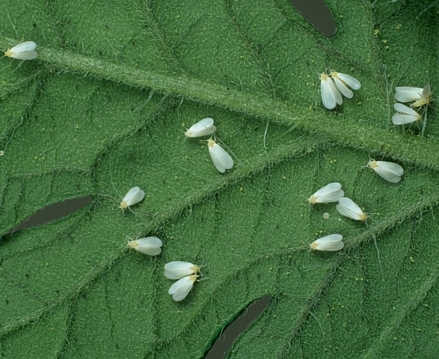 Белокрылка (Aleyrodidae). Семейство Белокрылки Belokrylka